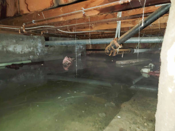 Best Water damage contractors near me  in Bono, AR