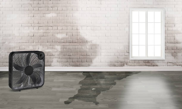 Best Mold removal after water damage  in Bono, AR