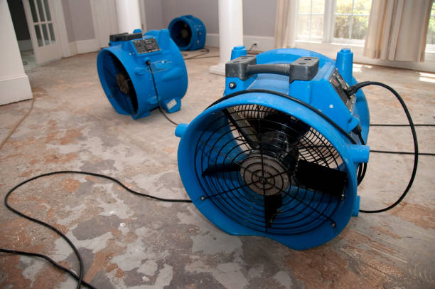 Best Mold removal after water damage  in Bono, AR